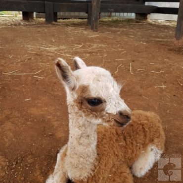 Alpaca