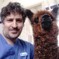 Alpaca