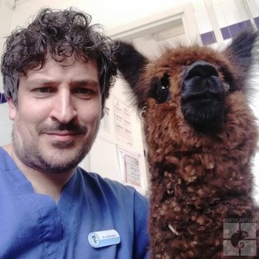 Alpaca